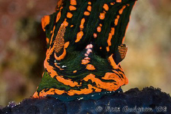 Schluuuurp!  Nembrotha kubaryana sucking up some ascidian... by Ross Gudgeon 